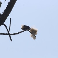 Bombax ceiba L.